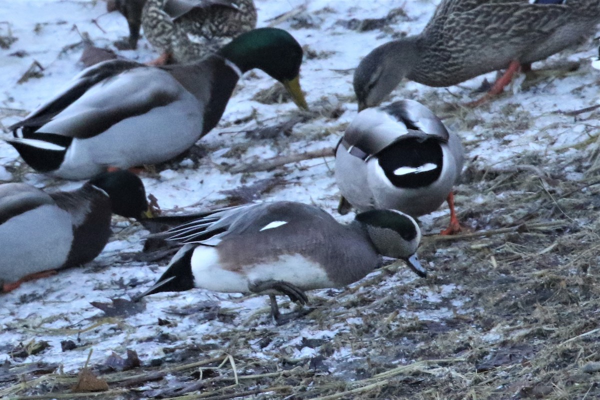 American Wigeon - ML403821551