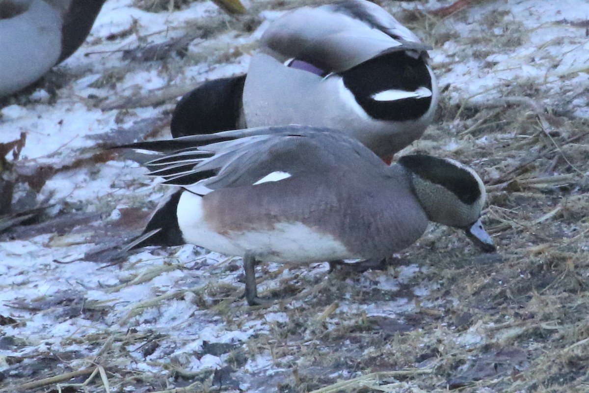 American Wigeon - ML403821571