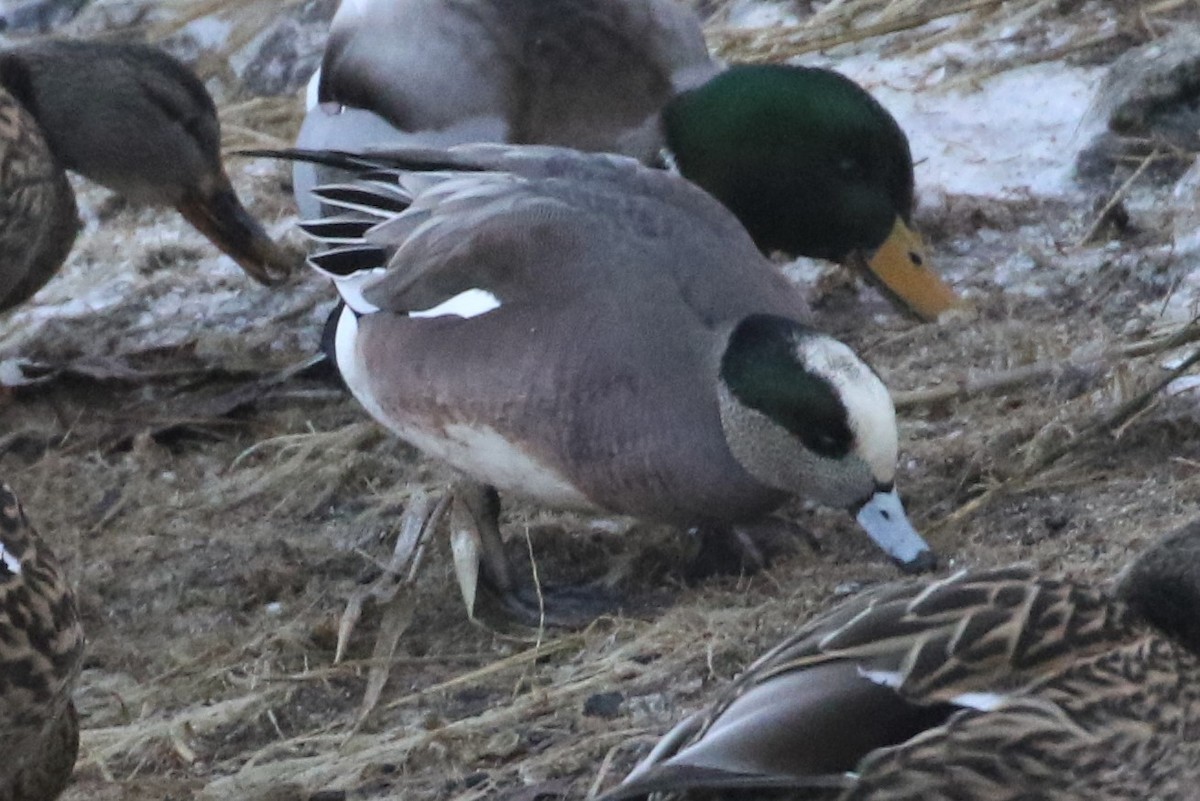 American Wigeon - ML403821681