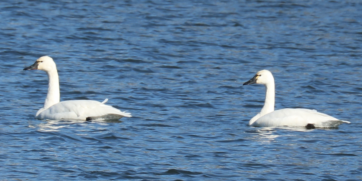 Tundra Swan - ML403824491