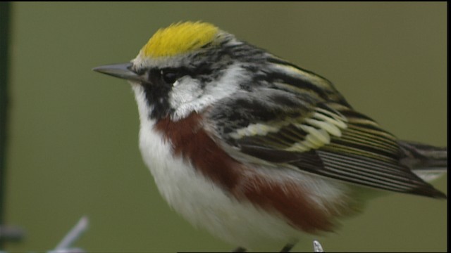 Chestnut-sided Warbler - ML403825