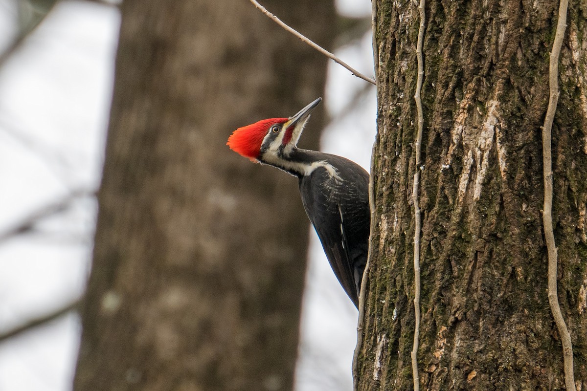Pileated Woodpecker - ML403825121