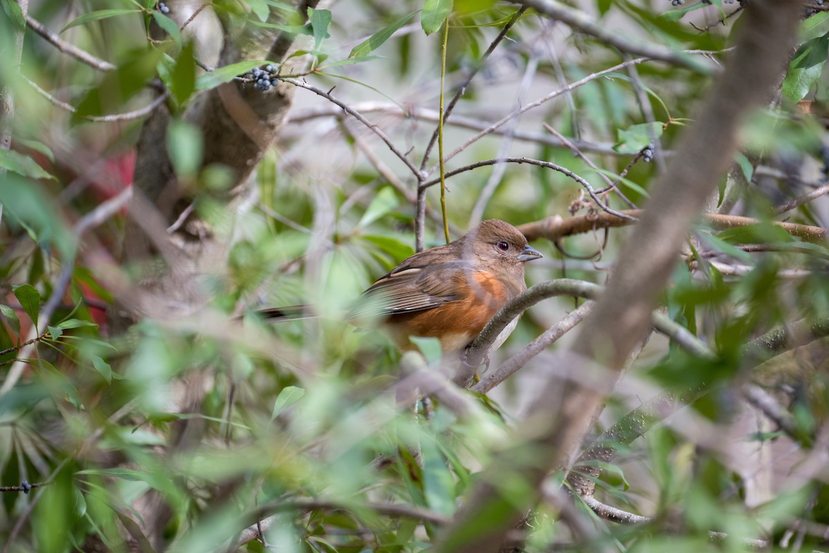 Eastern Towhee - ML403825561