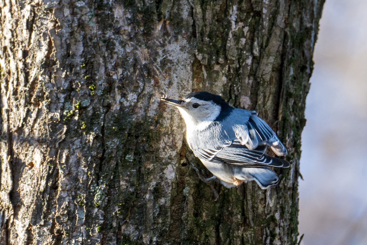 White-breasted Nuthatch - ML403825661