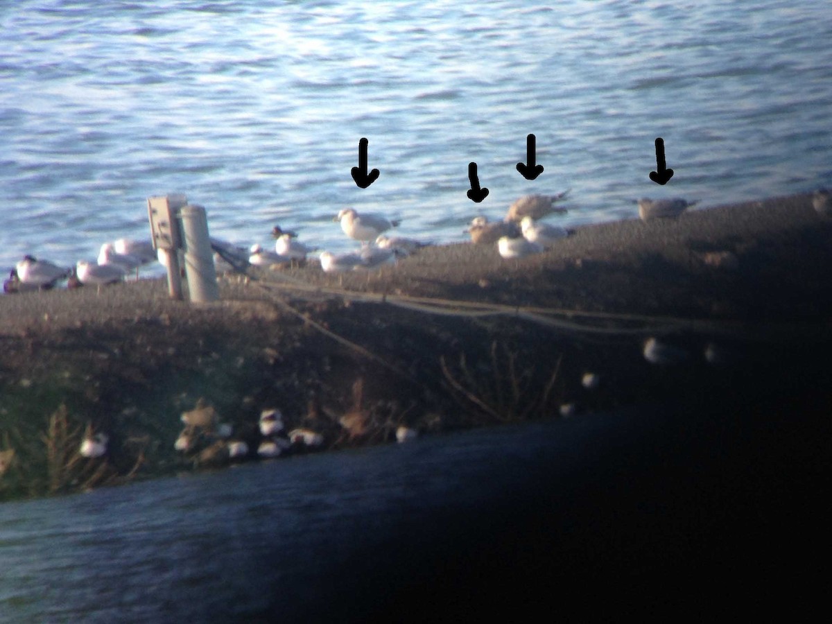 American Herring Gull - ML40382581