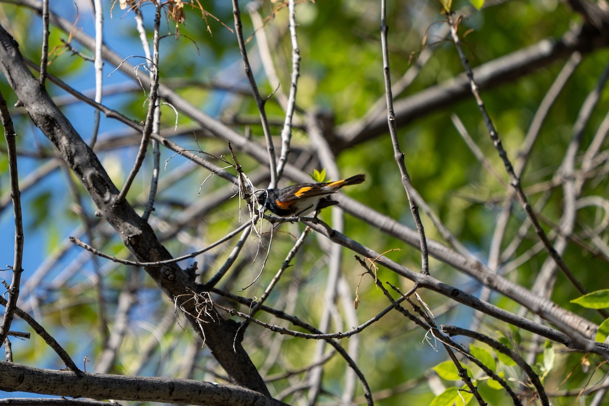 American Redstart - ML403825881