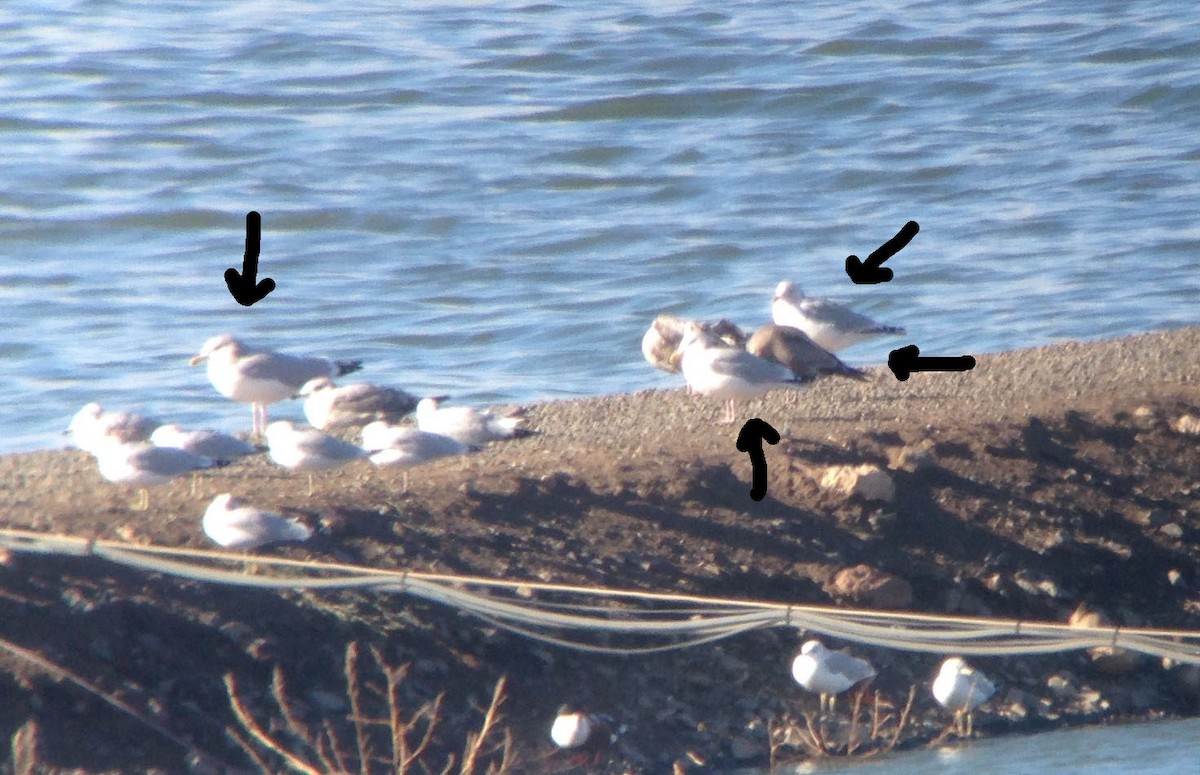 American Herring Gull - ML40382591