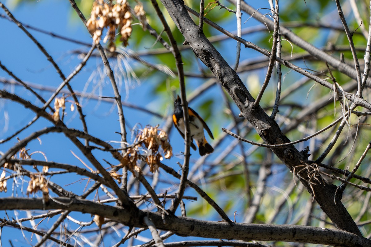 American Redstart - ML403825961