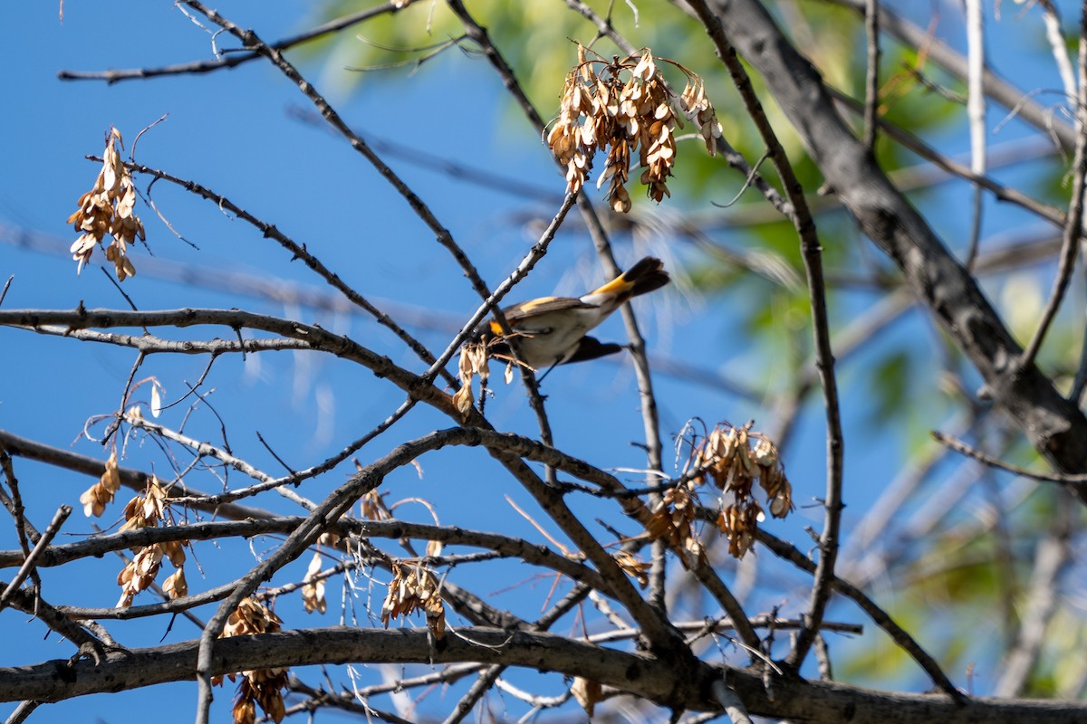 American Redstart - ML403825971
