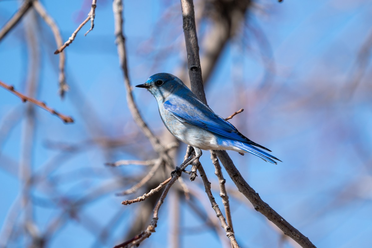 Mountain Bluebird - ML403825981