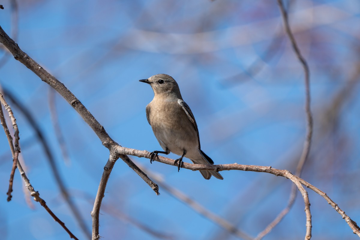 Mountain Bluebird - ML403826001