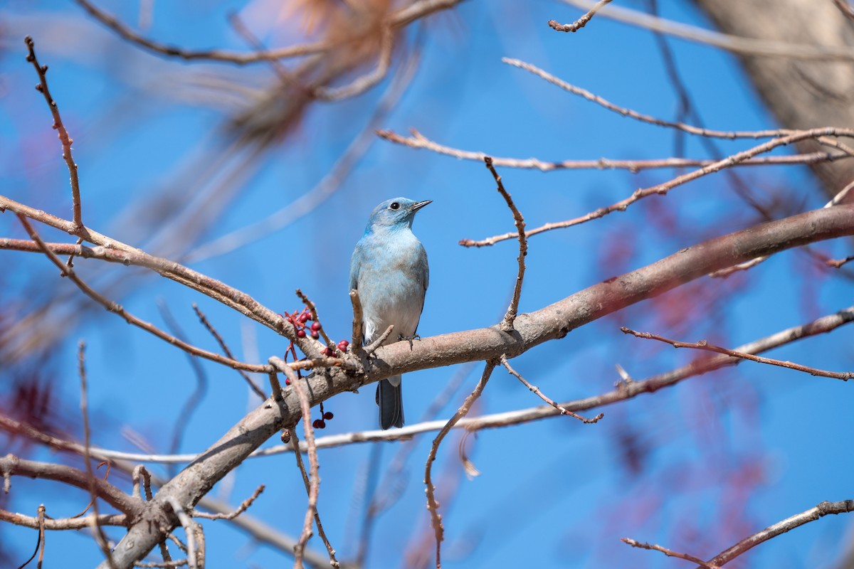 Mountain Bluebird - ML403826021