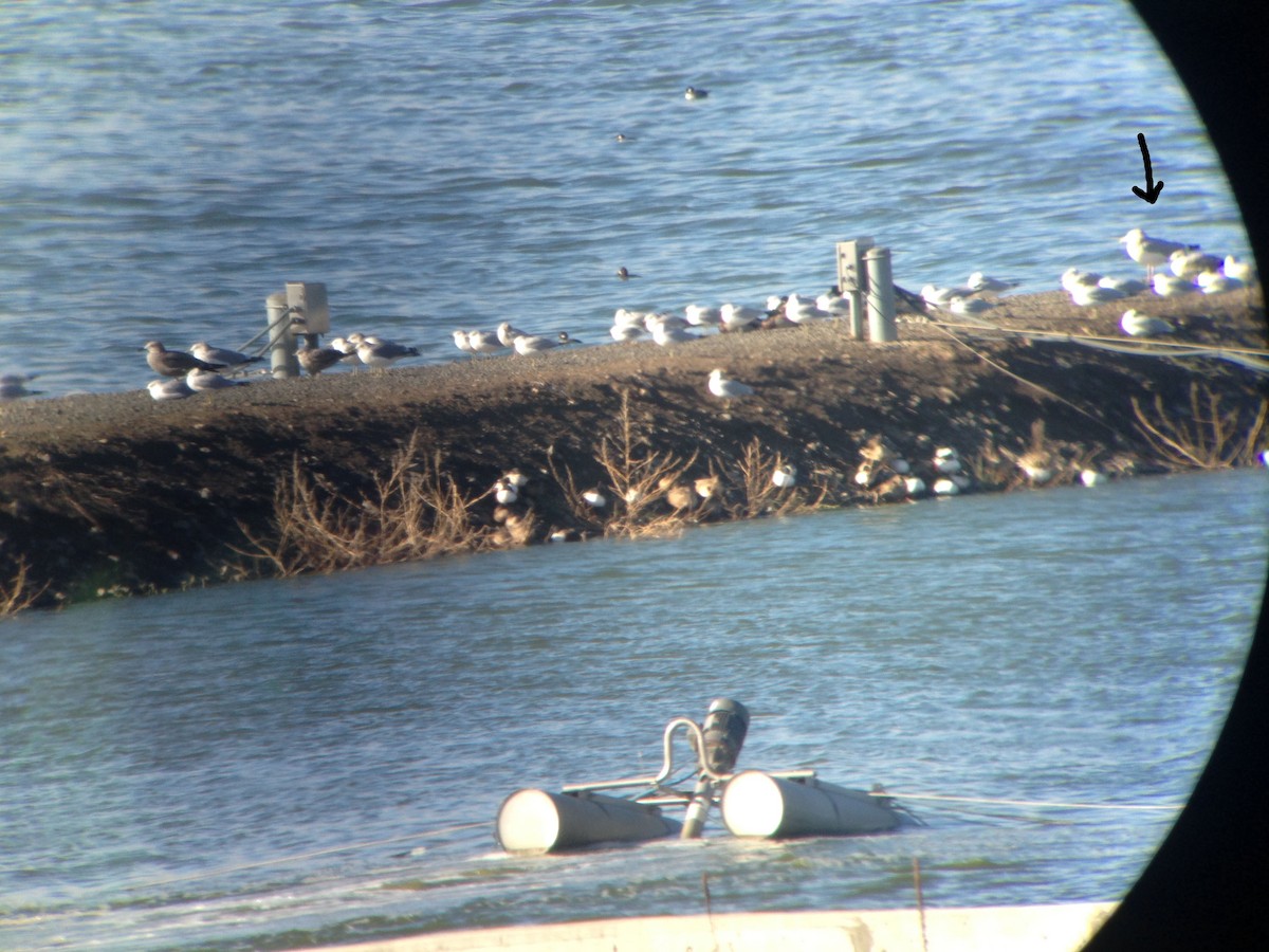 American Herring Gull - ML40382611