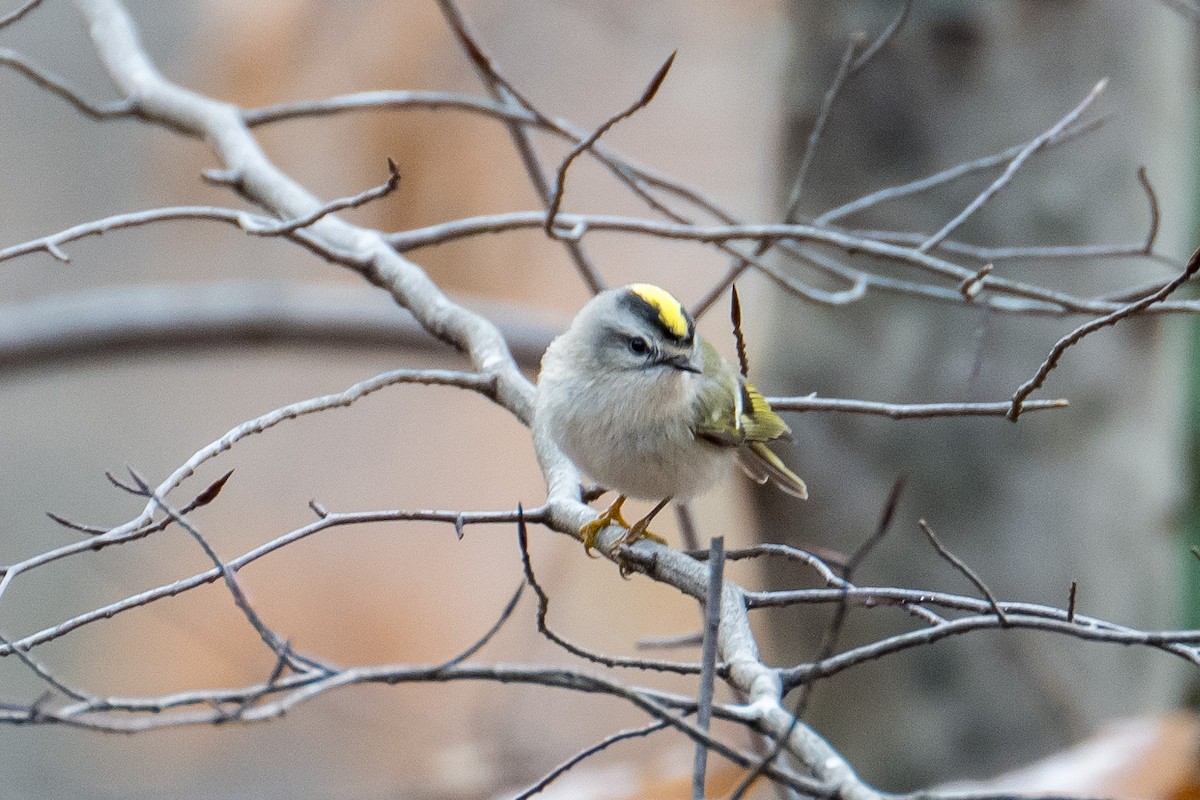 Golden-crowned Kinglet - ML403826161