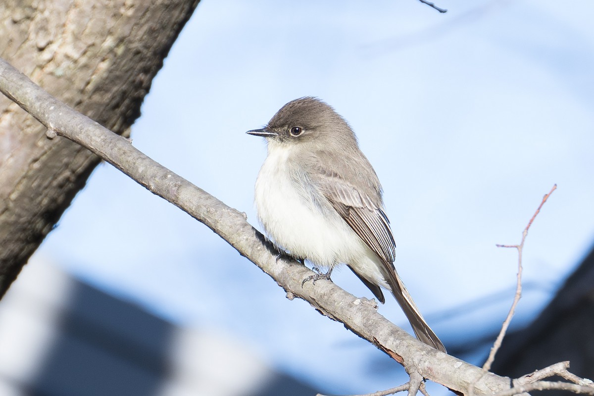 Eastern Phoebe - ML403826231
