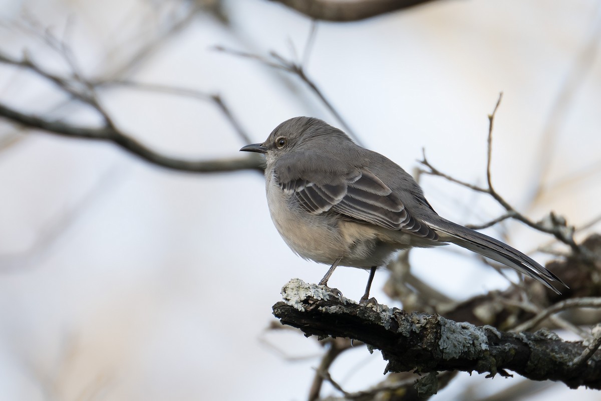 Northern Mockingbird - ML403826731