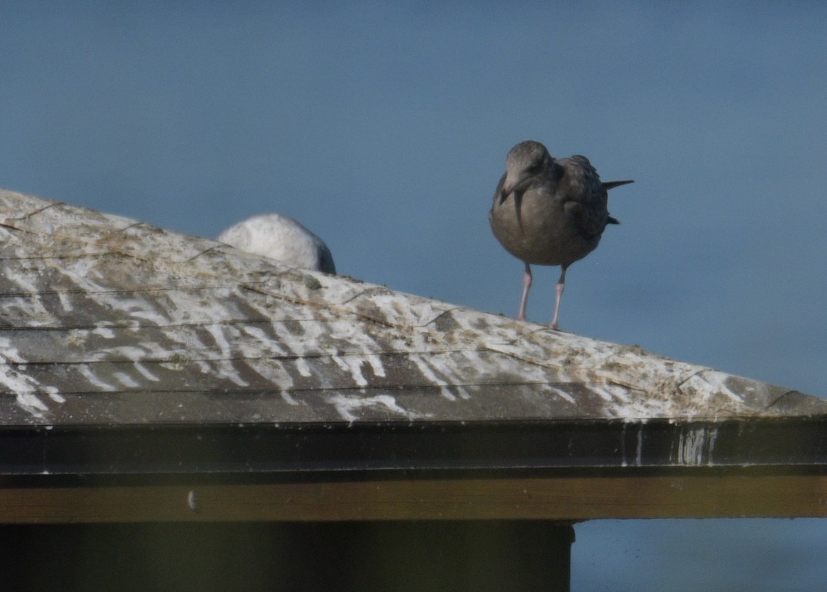 Herring Gull - ML403827401