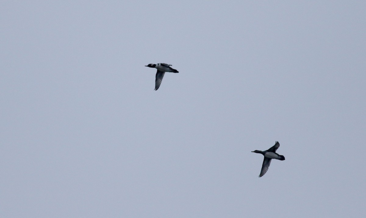 Hooded Merganser - ML40382771