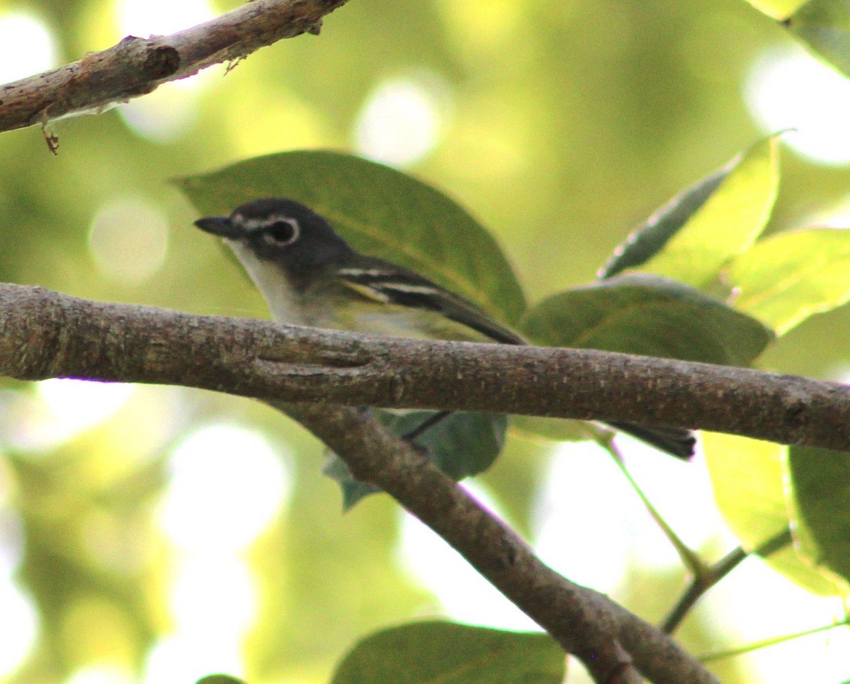 Blue-headed Vireo - ML403829151