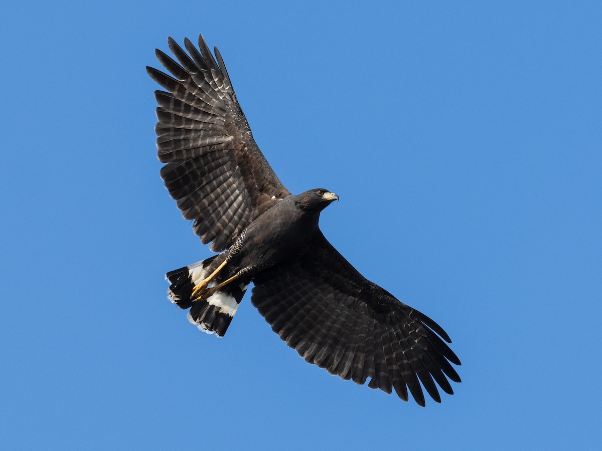 Great Black Hawk - Sara Stokes