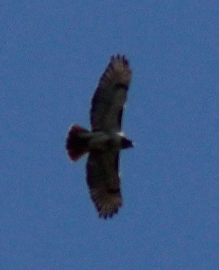 Red-tailed Hawk - ML40383151