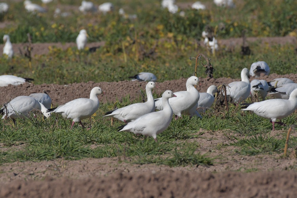 Ross's Goose - ML403832011