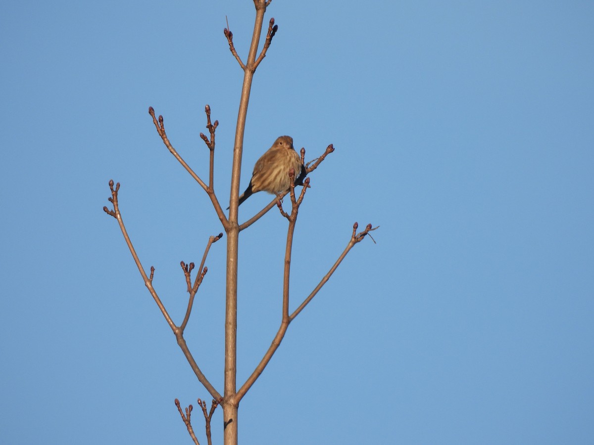 House Finch - ML403832191