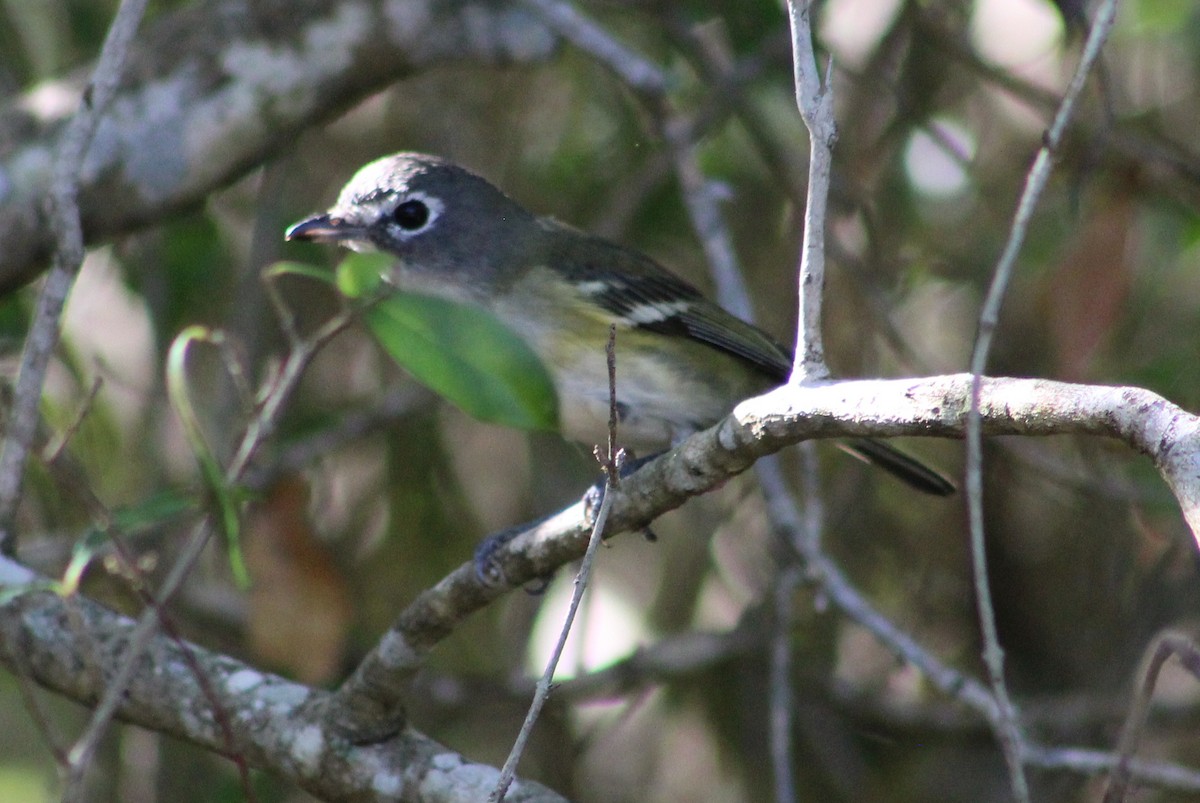 Blue-headed Vireo - ML403833461
