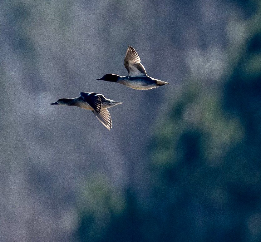 Green-winged Teal - ML403836741