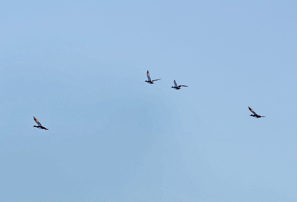 Lesser Scaup - ML403837551