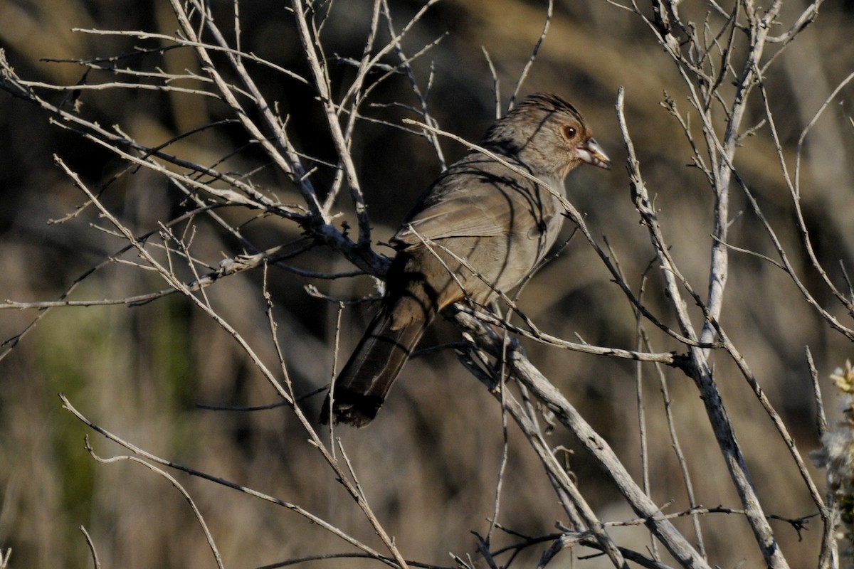 California Towhee - ML40383761