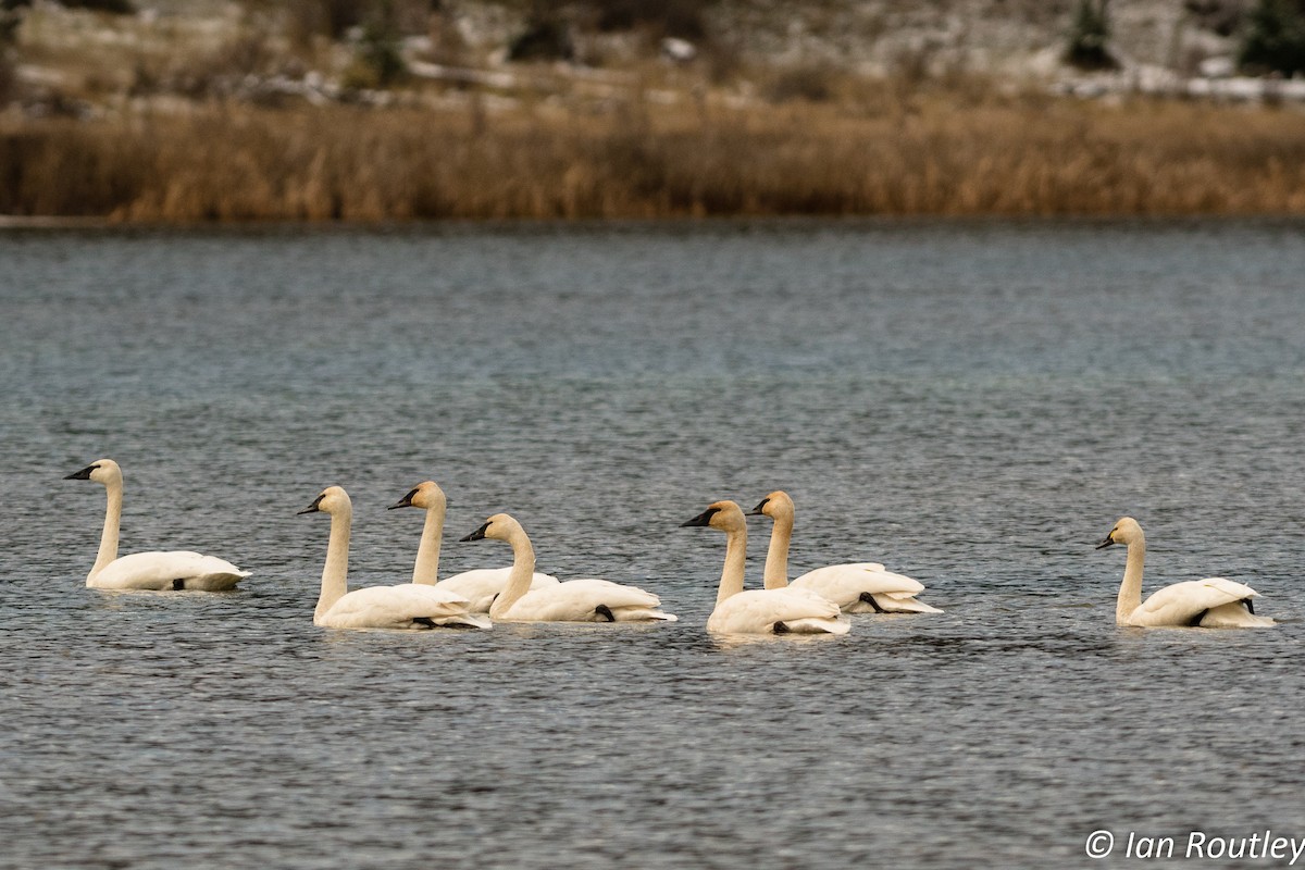 Trumpeter Swan - Ian Routley