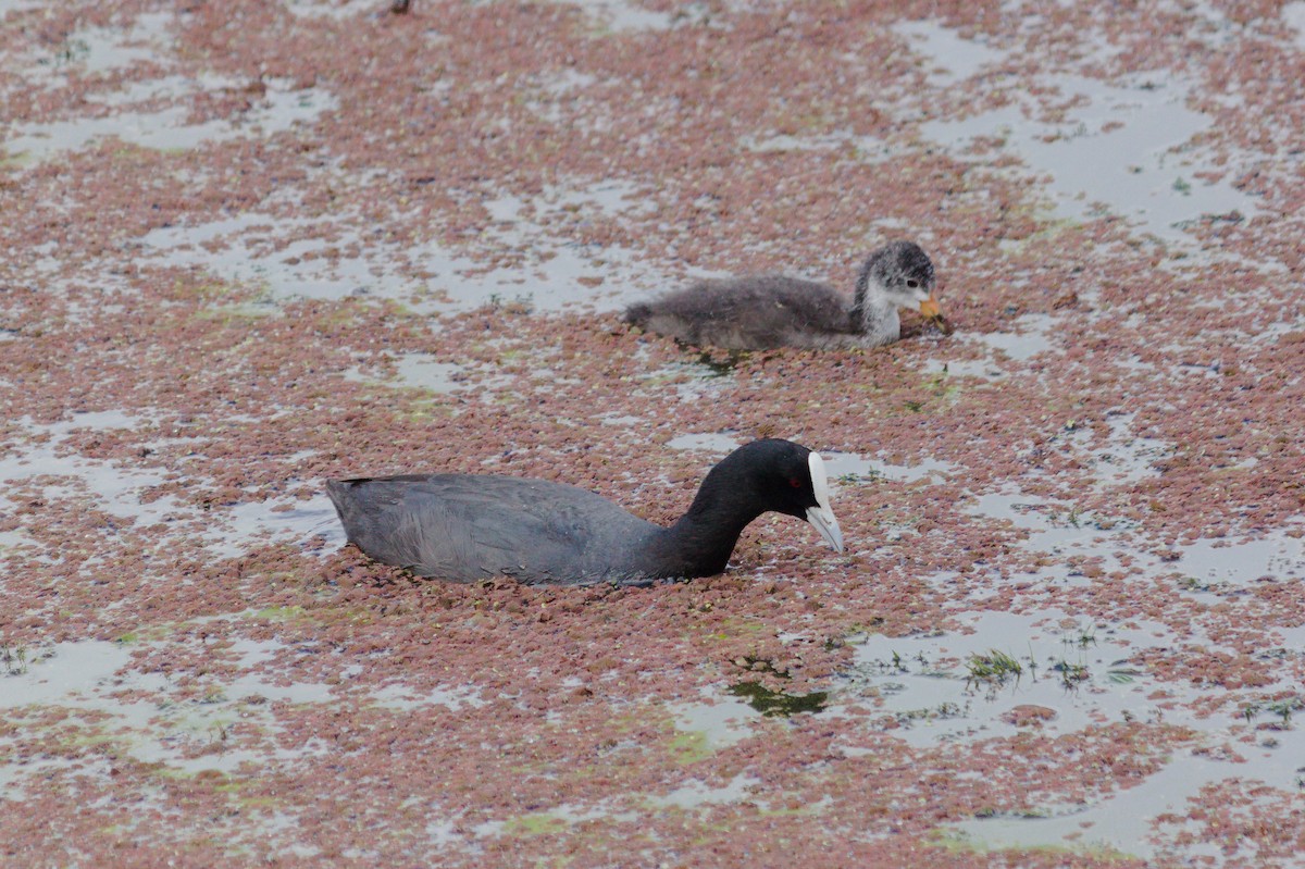 Eurasian Coot - Peter D