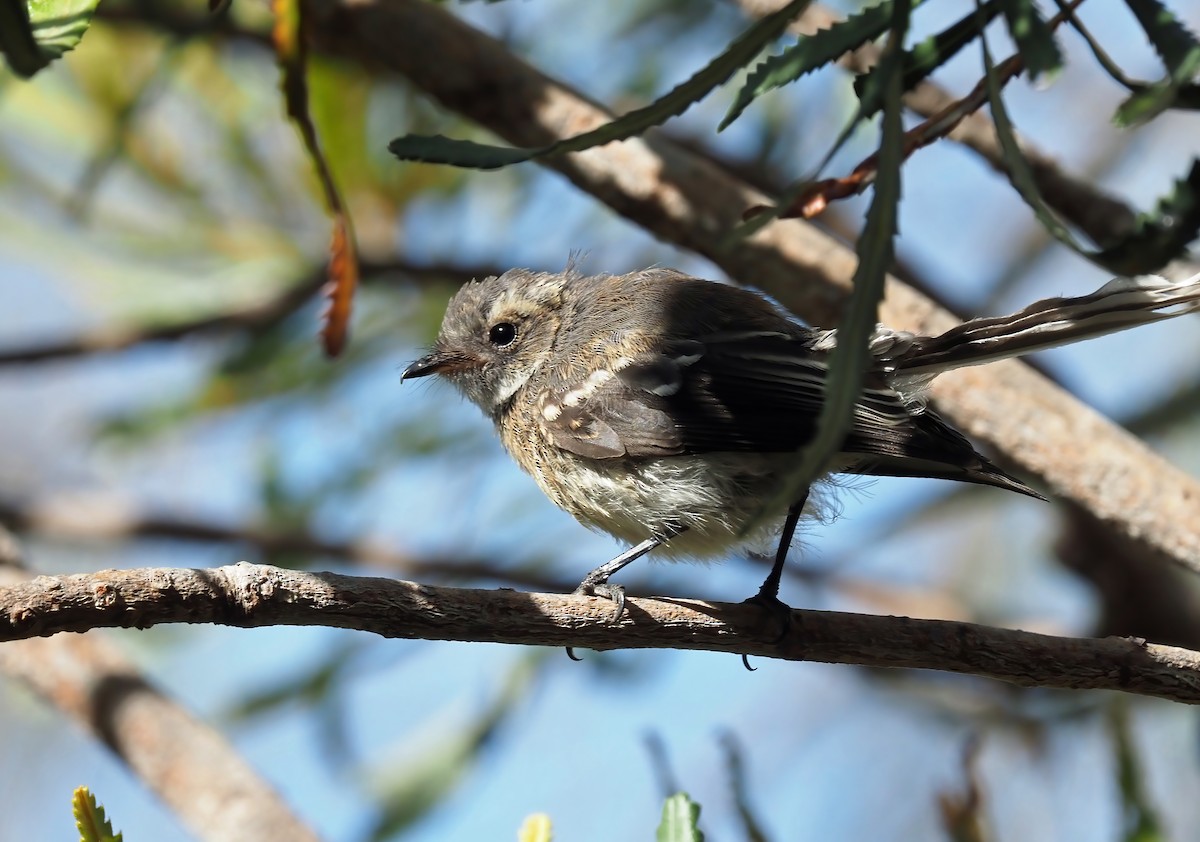 Gray Fantail - ML403838651