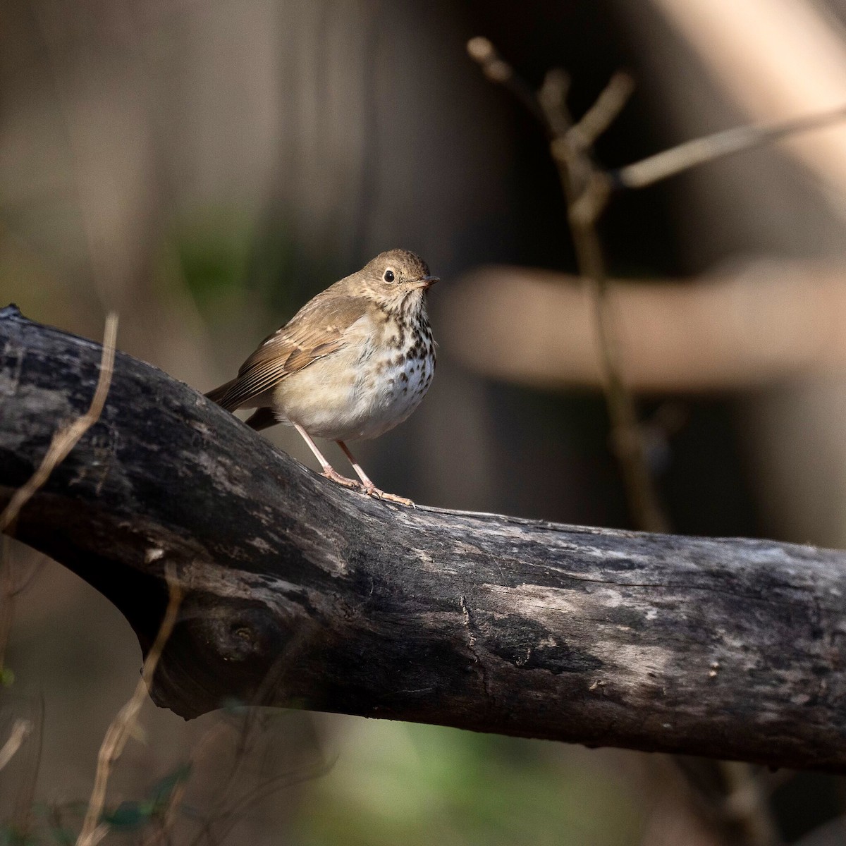 Hermit Thrush - ML403838831