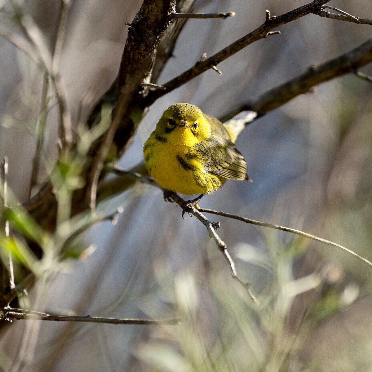 Prairie Warbler - ML403838981