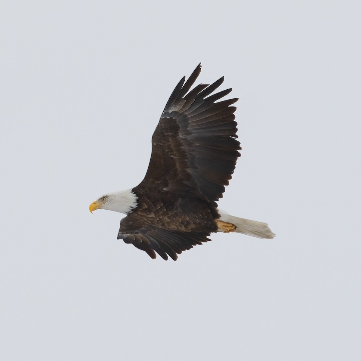 Bald Eagle - Dan Vickers