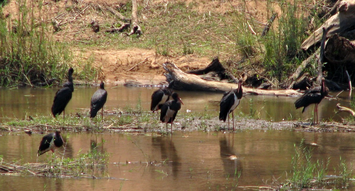 Black Stork - ML40383981