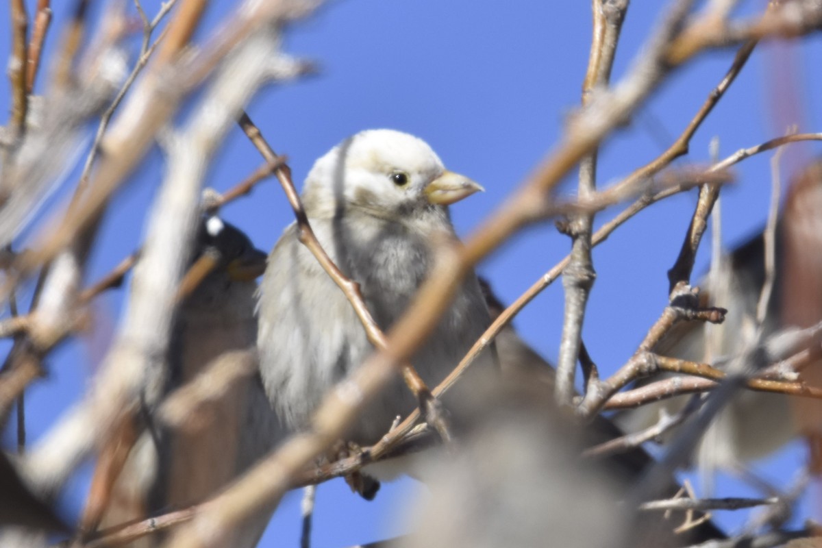 House Sparrow - ML403840001