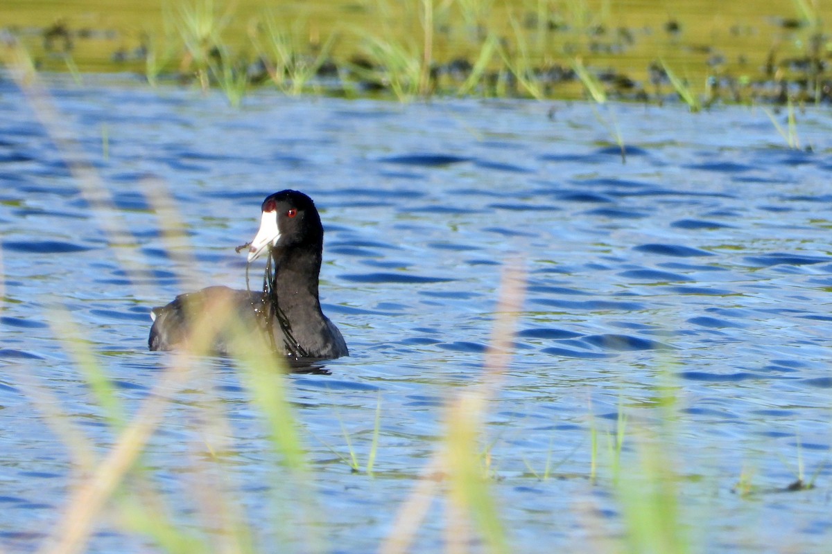 American Coot (Red-shielded) - ML403840041