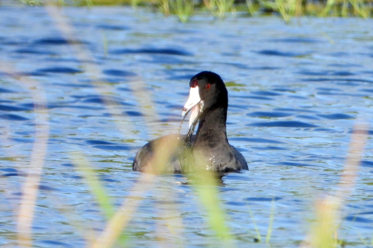 American Coot (Red-shielded) - ML403840051