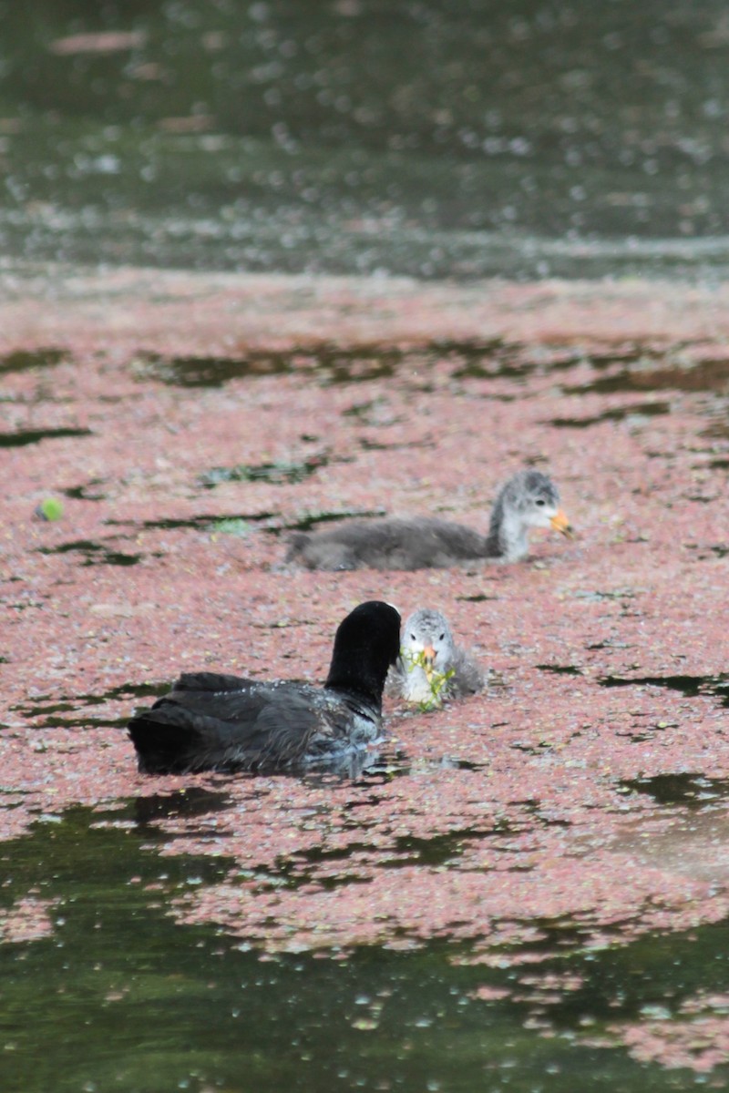 Eurasian Coot - ML403840081