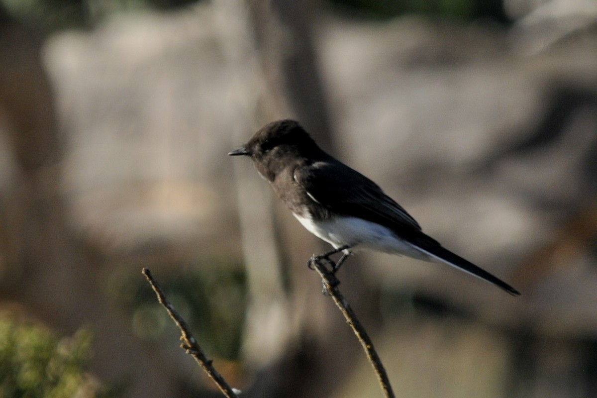 Black Phoebe - ML40384011