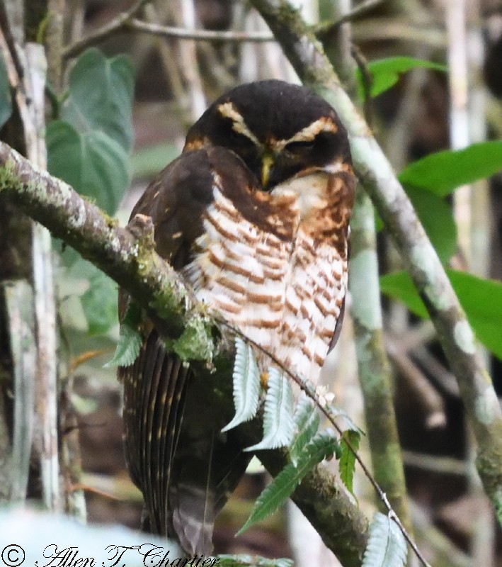 Band-bellied Owl - Allen Chartier