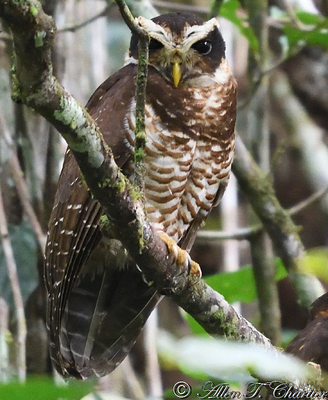 Band-bellied Owl - ML403842221
