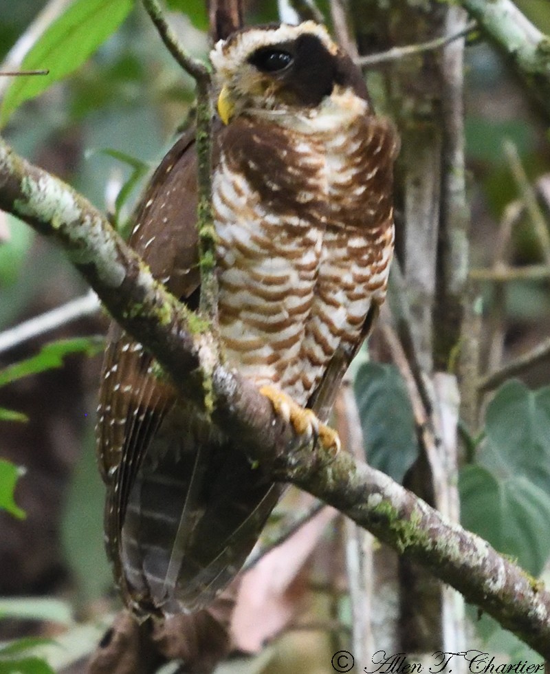 Band-bellied Owl - Allen Chartier