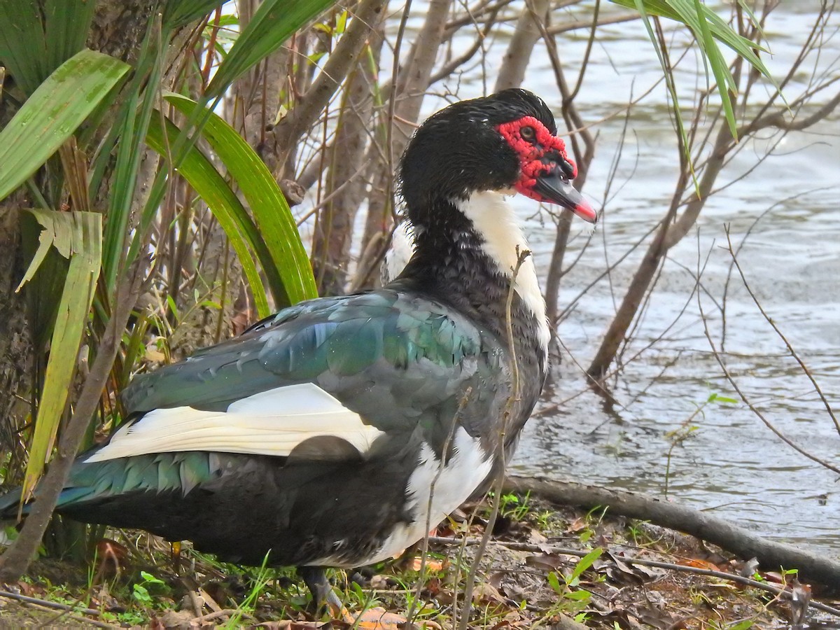 Muscovy Duck (Domestic type) - Rosemary Paul