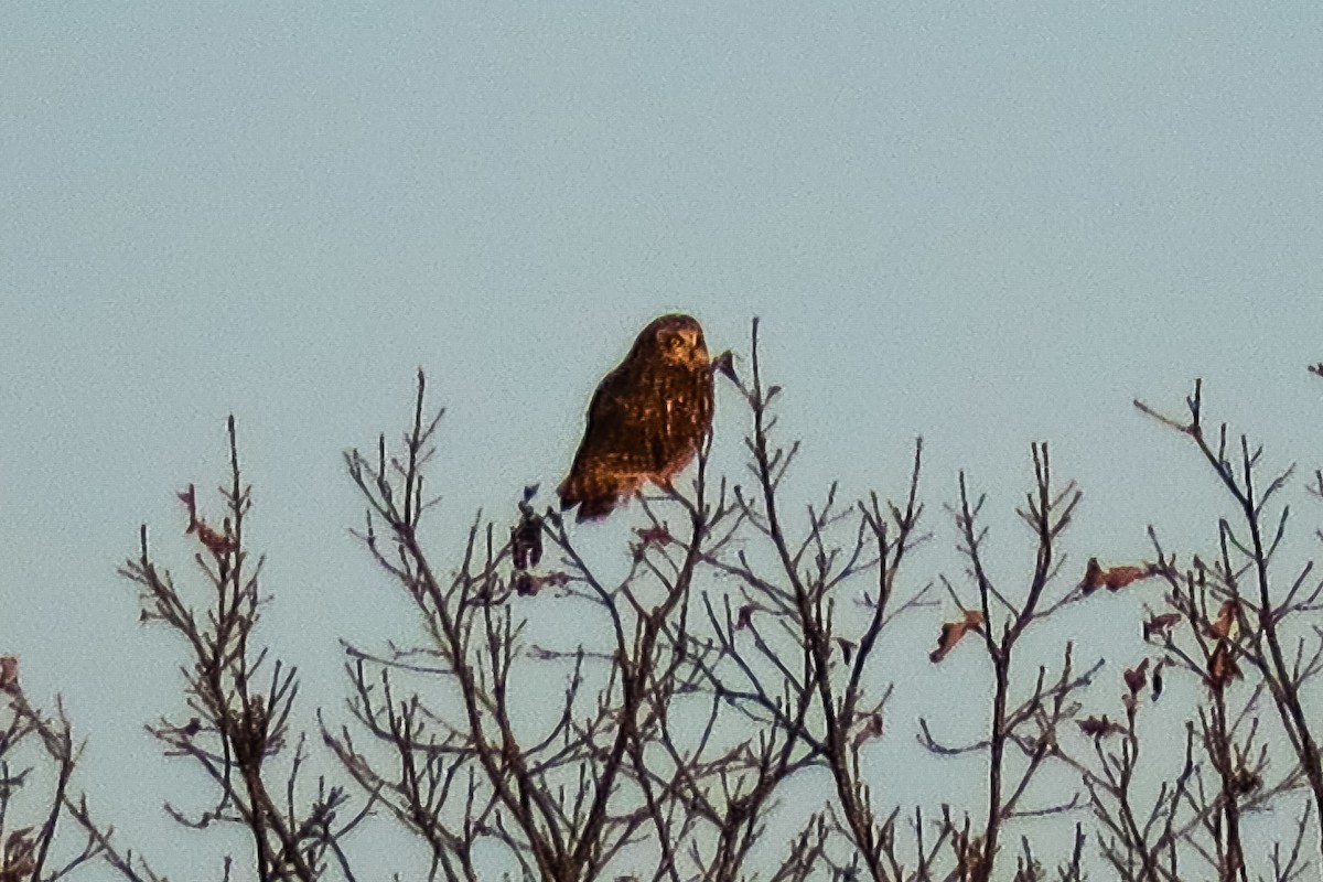 Short-eared Owl - graichen & recer