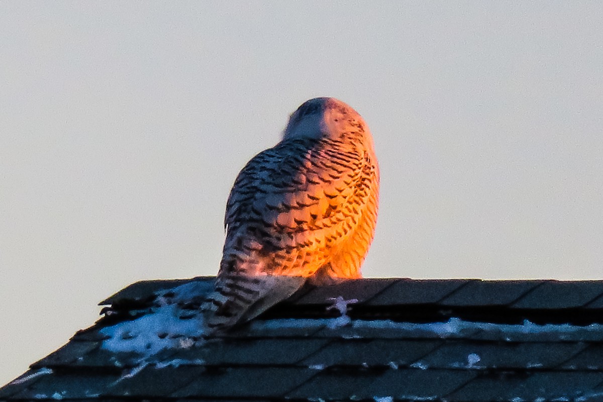 Snowy Owl - ML403845011