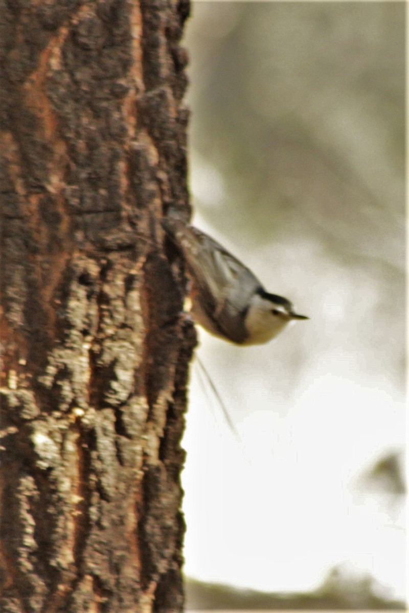 White-breasted Nuthatch - Dulce Vivar
